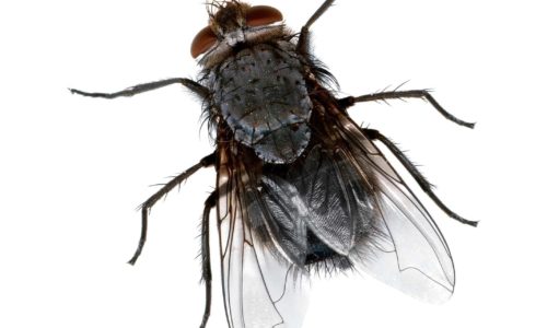 Come eliminare larve di mosca carnaria?