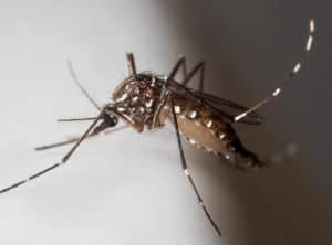 Esemplare di zanzara