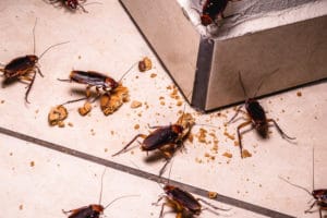Infestazione di scarafaggi