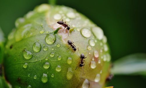 Rimedi contro formiche