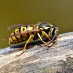 Puntura di vespe rimedi naturali e consigli
