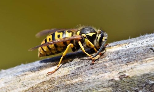 Puntura di vespe rimedi naturali e consigli