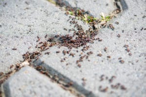 Colonia di formiche operaie 