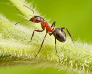 Tra i vari metodi di disinfestazioni formiche si possono utilizzare insetticidi di varie formulazioni, oppure trappole per formiche
