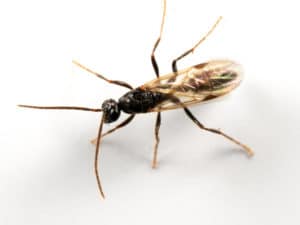 Hai problemi con le formiche? Allora contattaci! Si effettuano interventi di disinfestazione formiche in tutta Rimini e provincia