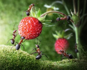 Le formiche sono imenotteri la cui società è costituita da due classi: quella riproduttiva costituita dalle regine e dai maschi e quella lavorativa di operaie, femmine sterili e prive di ali