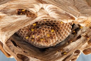 Il nido di calabroni è fatto di fibre legnose