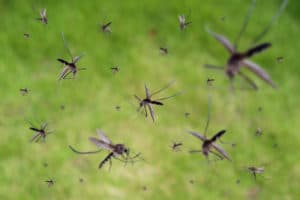 Come comportarsi quando c'è un'infestazione zanzare in giardino