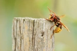 Come riconoscere le vespe dalle api