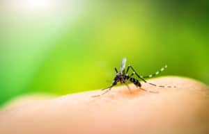 Vuoi sapere quali malattie trasmette la zanzara tigre? In questo articolo troverai molte informazioni utili