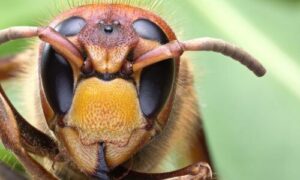 Quando si tratta di disinfestazione di calabroni, è consigliabile contattare un'azienda specializzata nella rimozione di insetti pericolosi